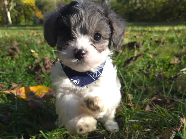 Cavapoo dogs for sale: Clover - Ad 1
