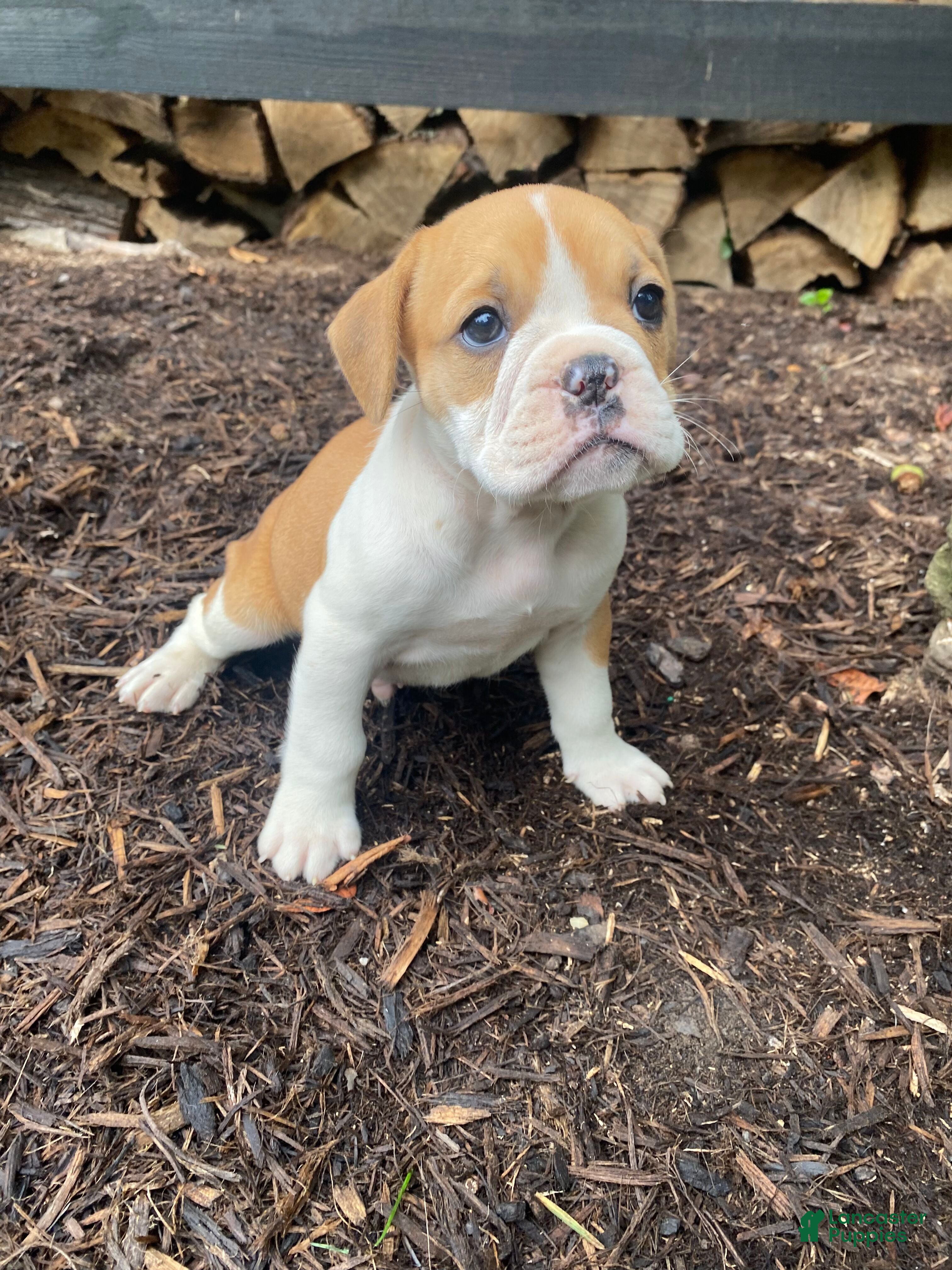 Mixed Breed dogs Hank - Ad 2
