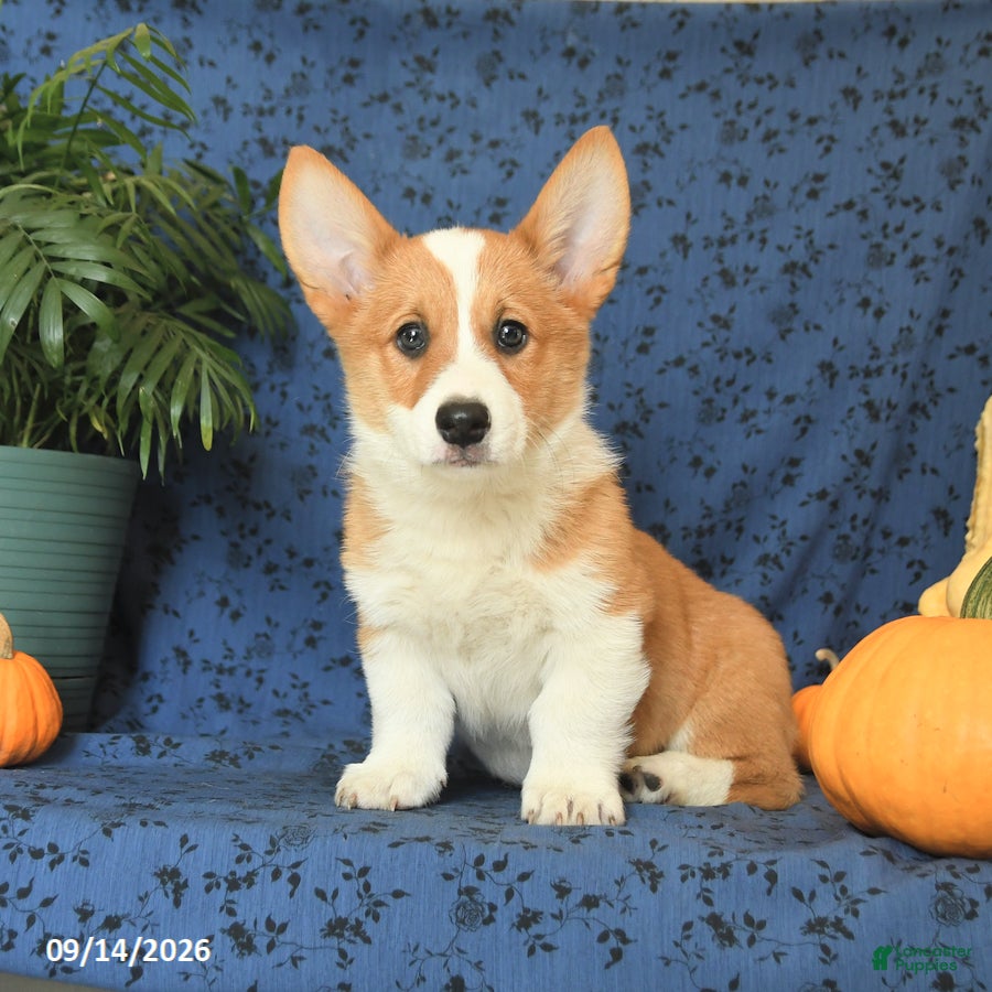 Welsh Corgi Pembroke dogs Grayson - Ad 1