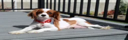 Cavapoo dogs for sale: Lenny  - Ad 6