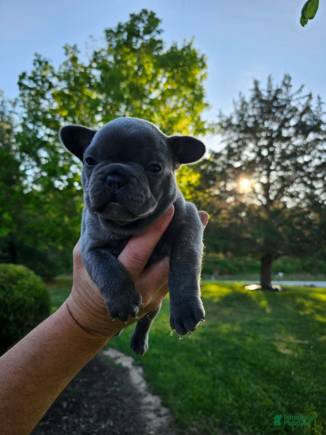 French Bulldog dogs for sale: Tillie - Ad 2