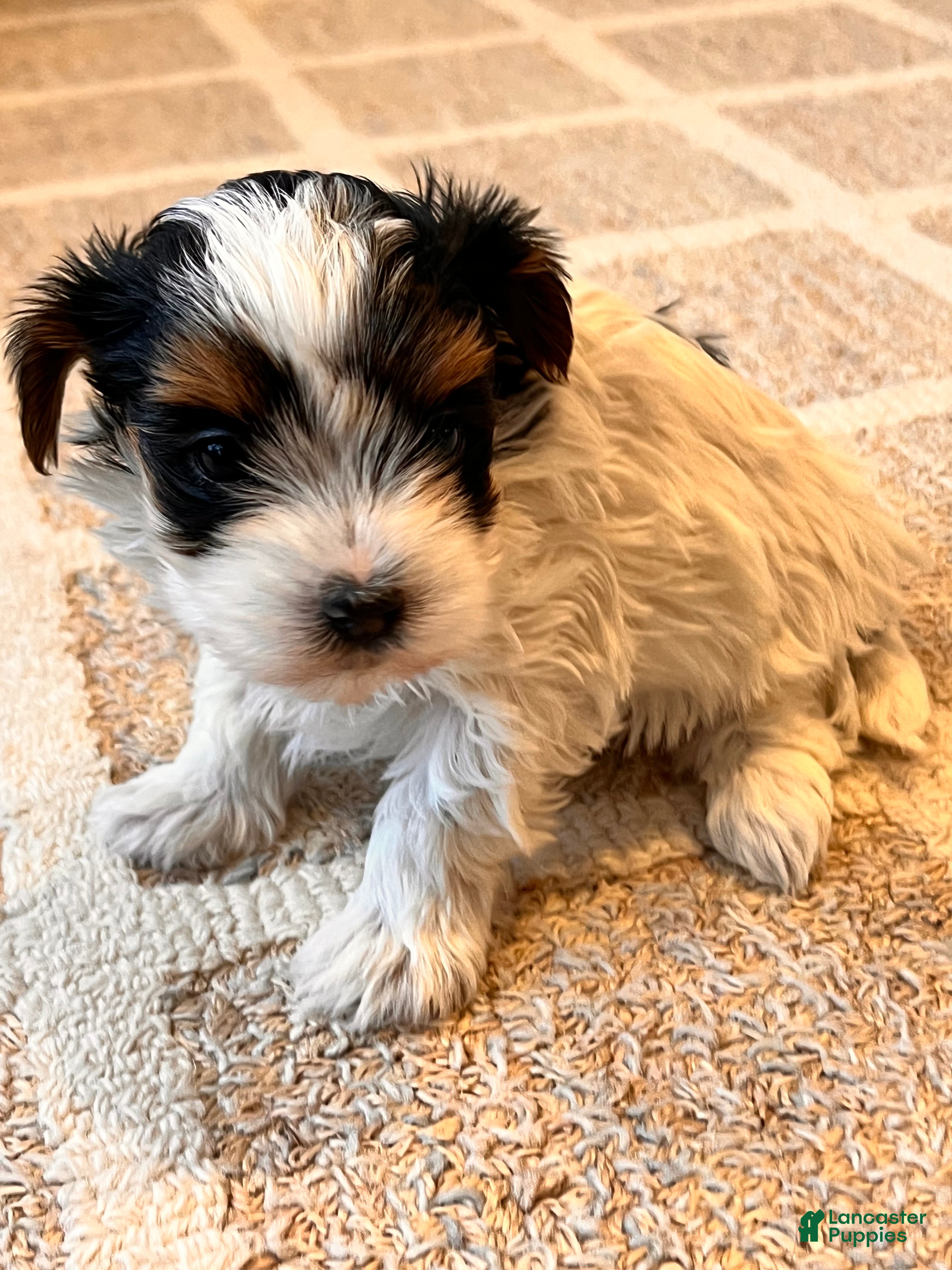 Morkie dogs Paris - Ad 2