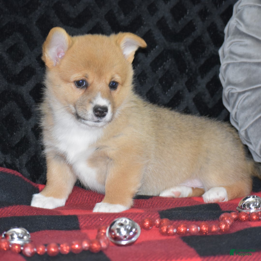 Welsh Corgi Pembroke dogs for sale: Mia - Ad 9