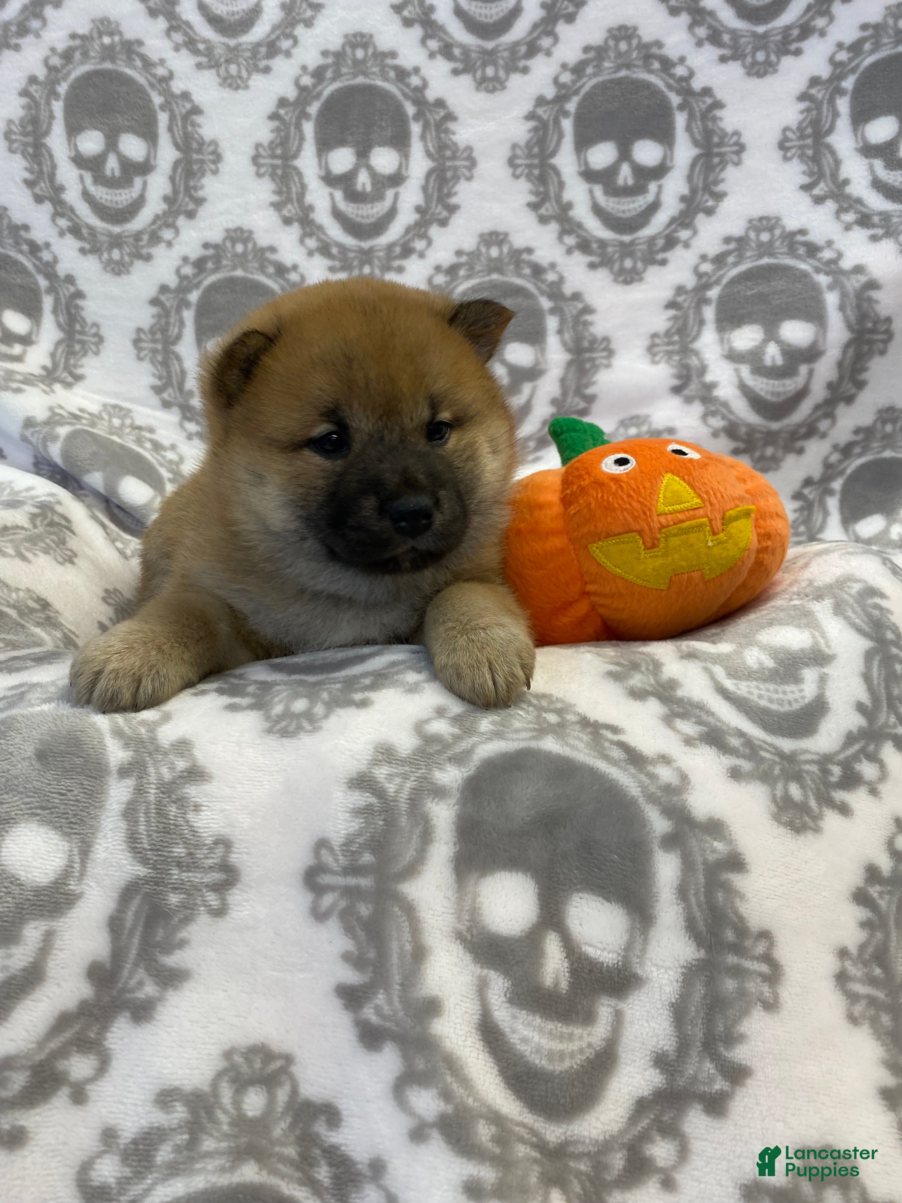 Shiba Inu dogs Shiba Inu Puppy 4 - Ad 28