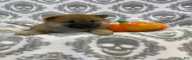 Shiba Inu Puppy 4