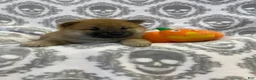Shiba Inu dogs for sale: Shiba Inu Puppy 4 - Ad 1