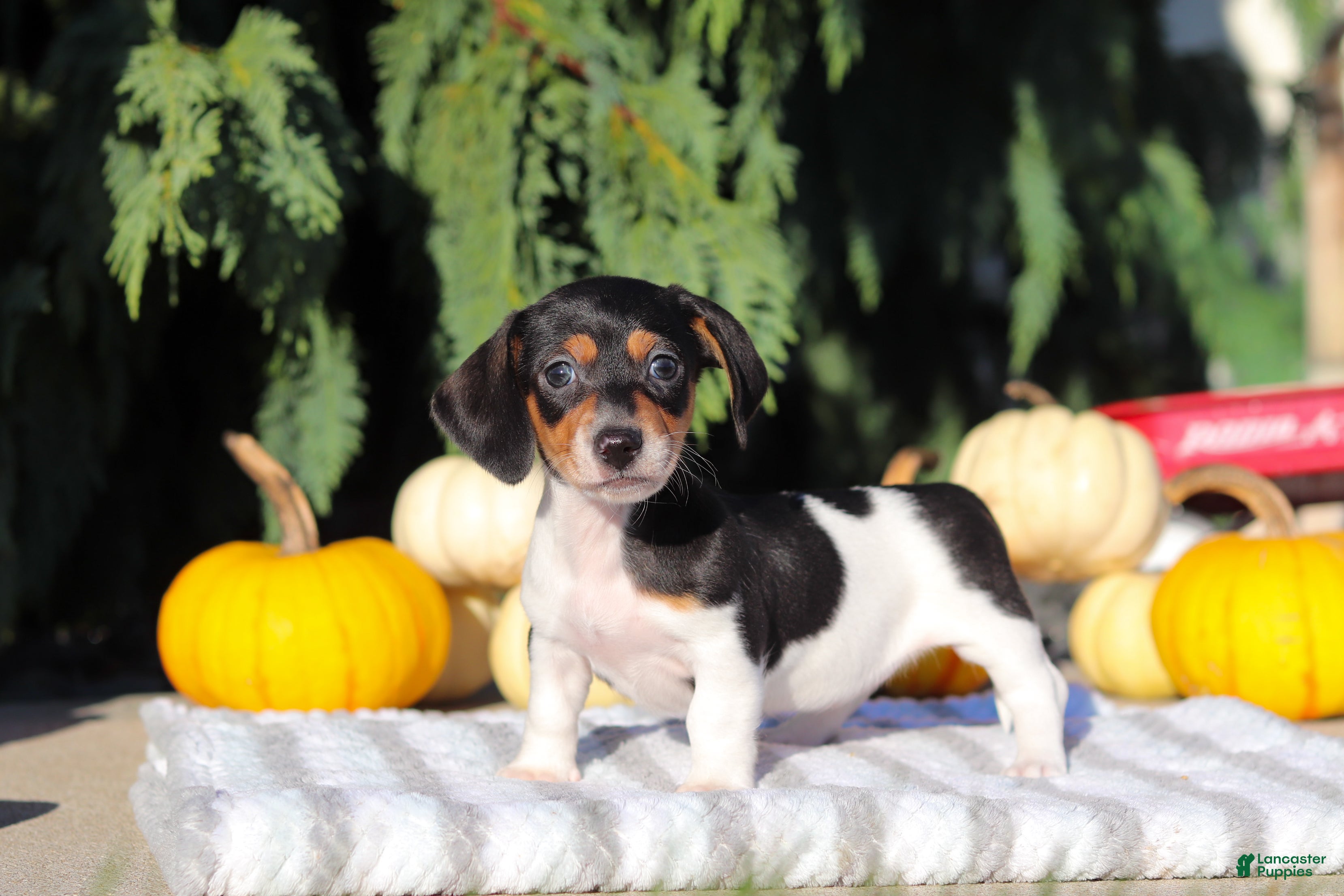 Dachshund dogs Holly - Ad 2