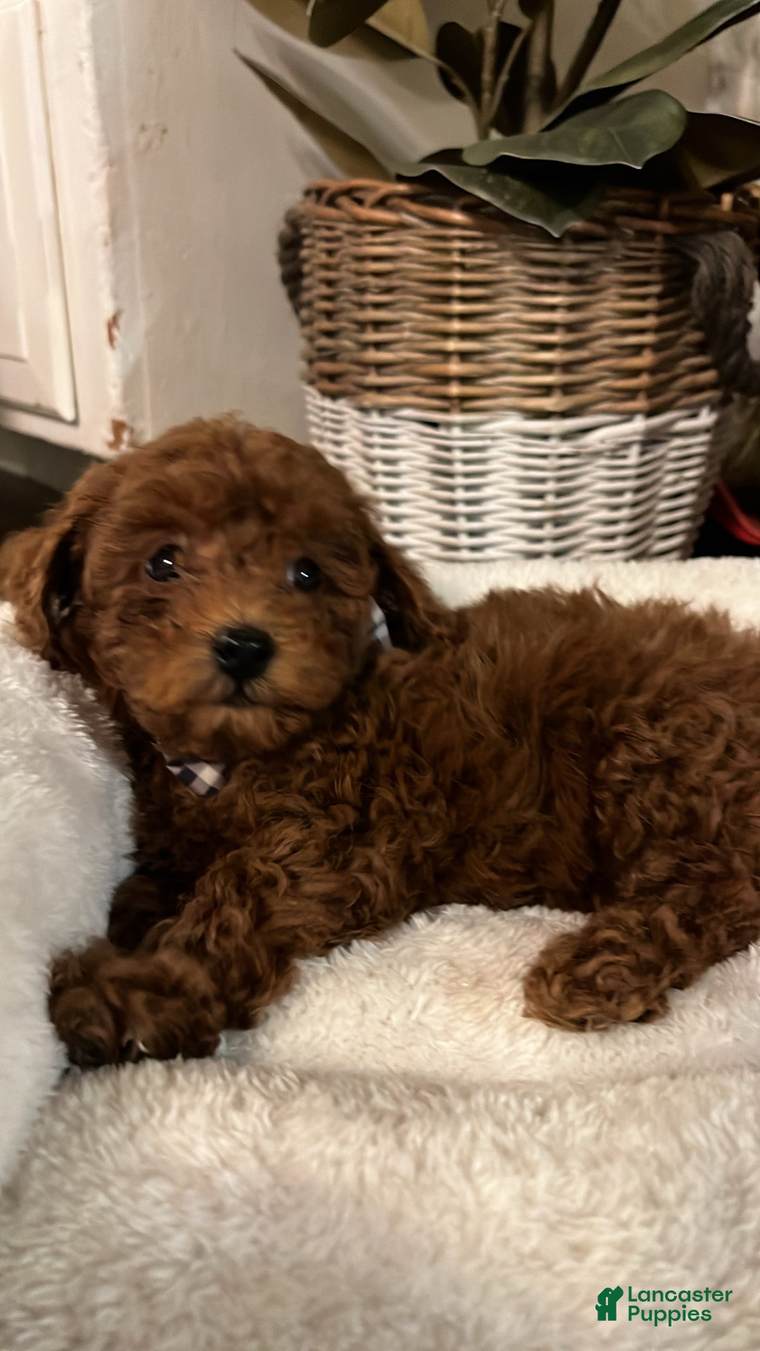 Toy Poodle dogs for sale: Charles  - Ad 3
