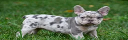 French Bulldog dogs for sale: Roxy - Ad 9