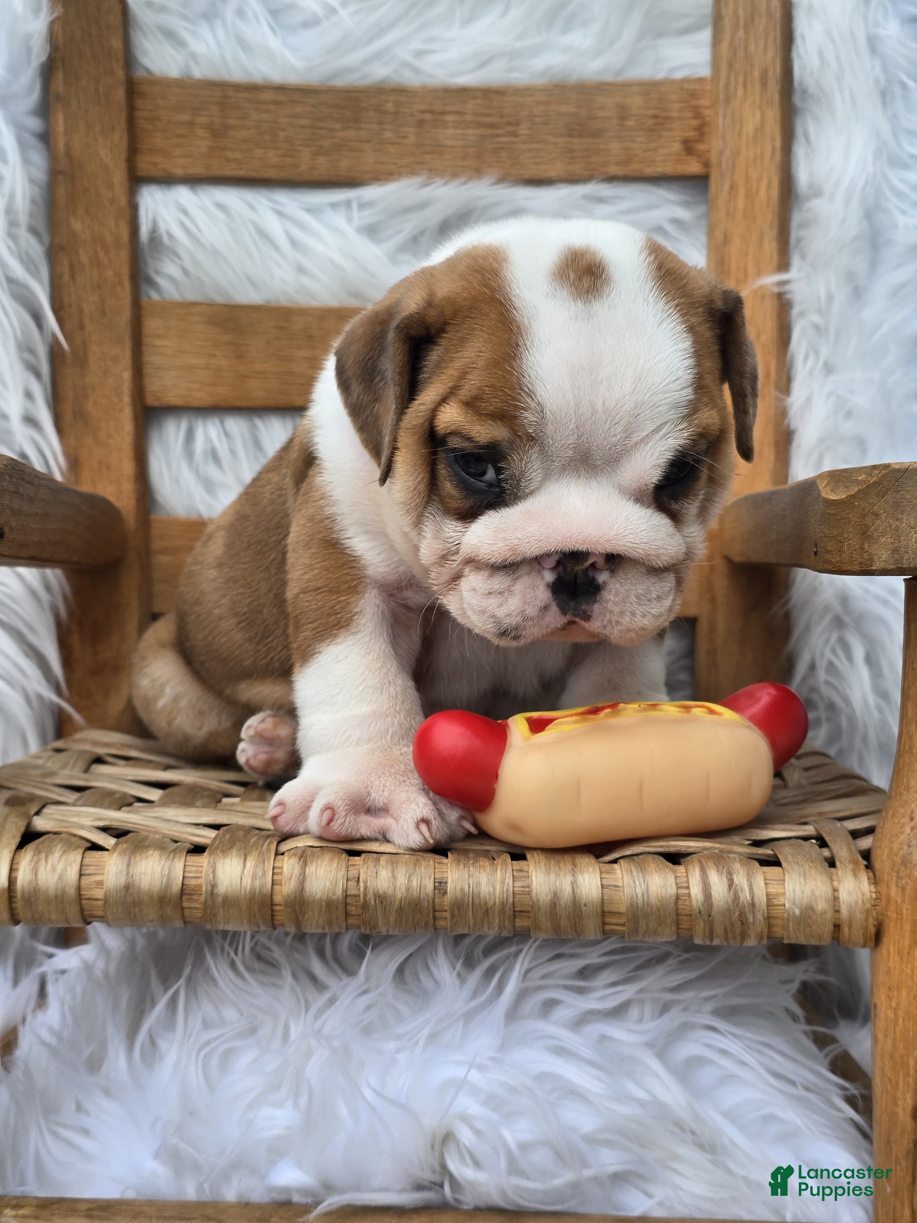 English Bulldog dogs Diesel - Ad 1