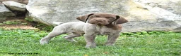 German Shorthaired Pointer dogs for sale: Remington - Ad 2