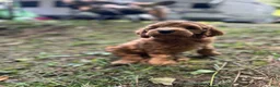 Irish Doodle dogs for sale: Rusty  - Ad 5