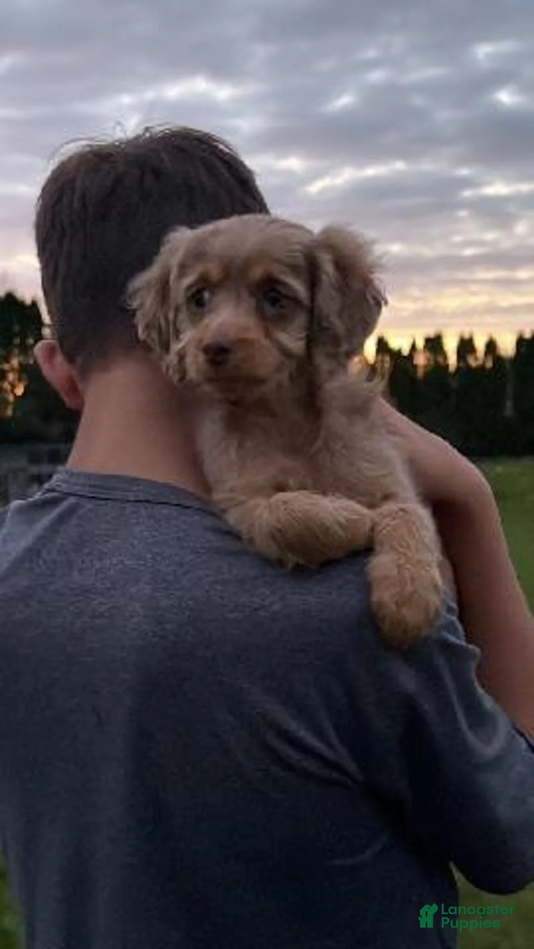 Cavapoo dogs for sale: Wrenlee, An Adorable F1B Cavapoo Girl - Ad 1