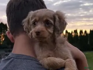 Cavapoo dogs Wrenlee, An Adorable F1B Cavapoo Girl - Ad 5