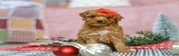 Miniature Poodle dogs for sale: Sadie - Ad 4