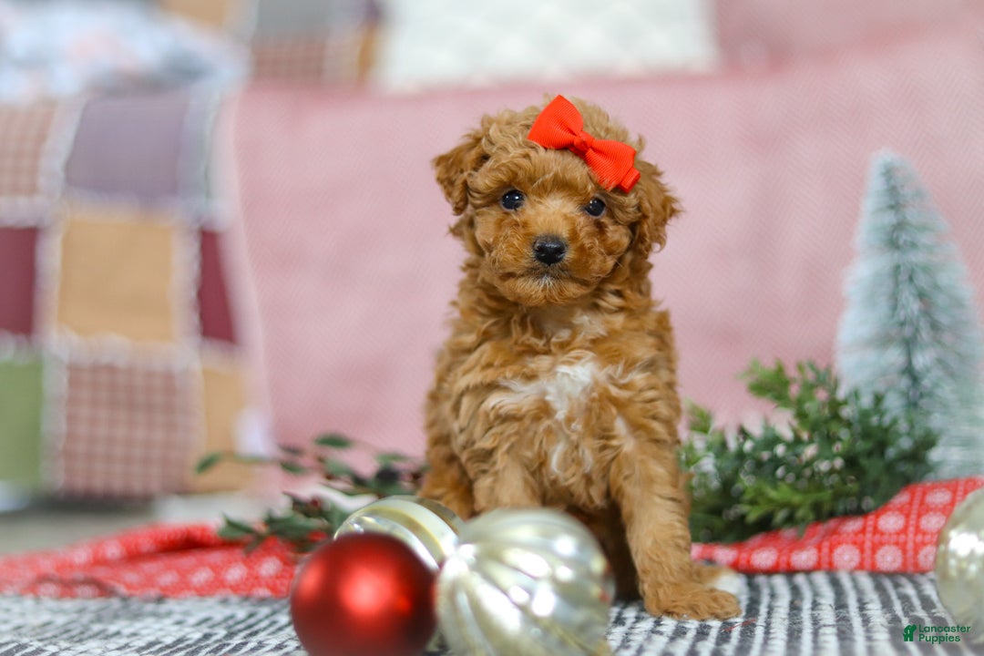 Miniature Poodle dogs for sale: Sadie - Ad 4