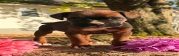 Boxer dogs for sale: Zeus Male AKC Boxer - Ad 7