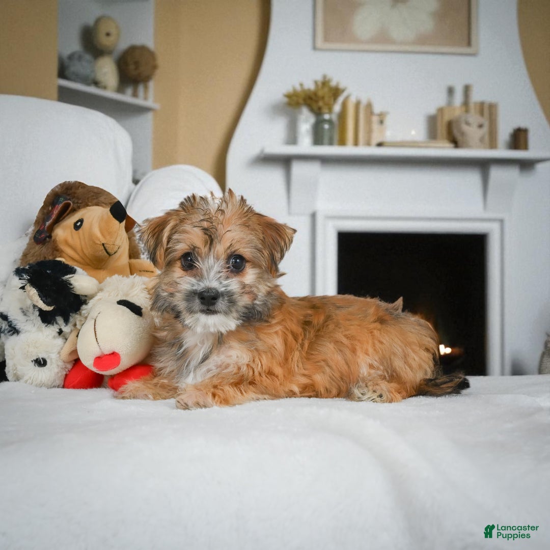 Morkie dogs for sale: ALICE - Ad 2