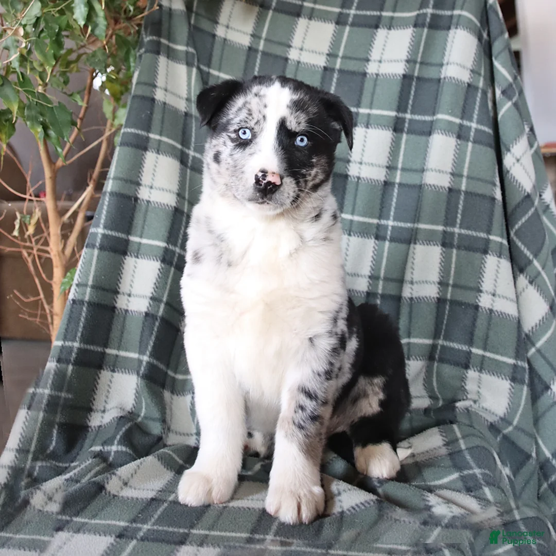 Mixed Breed dogs for sale: Scout - Ad 1
