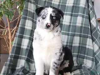 Mixed Breed dogs for sale: Scout - Ad 3