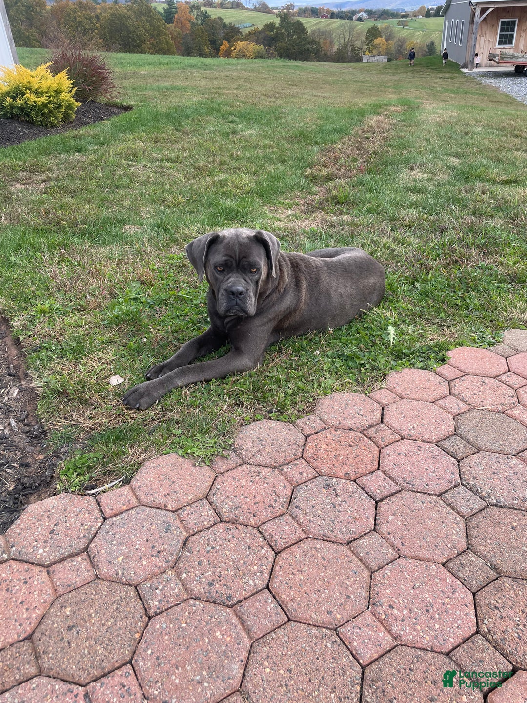 Cane Corso dogs for sale: Rosy Cane Corso Puppy 4  - Ad 5
