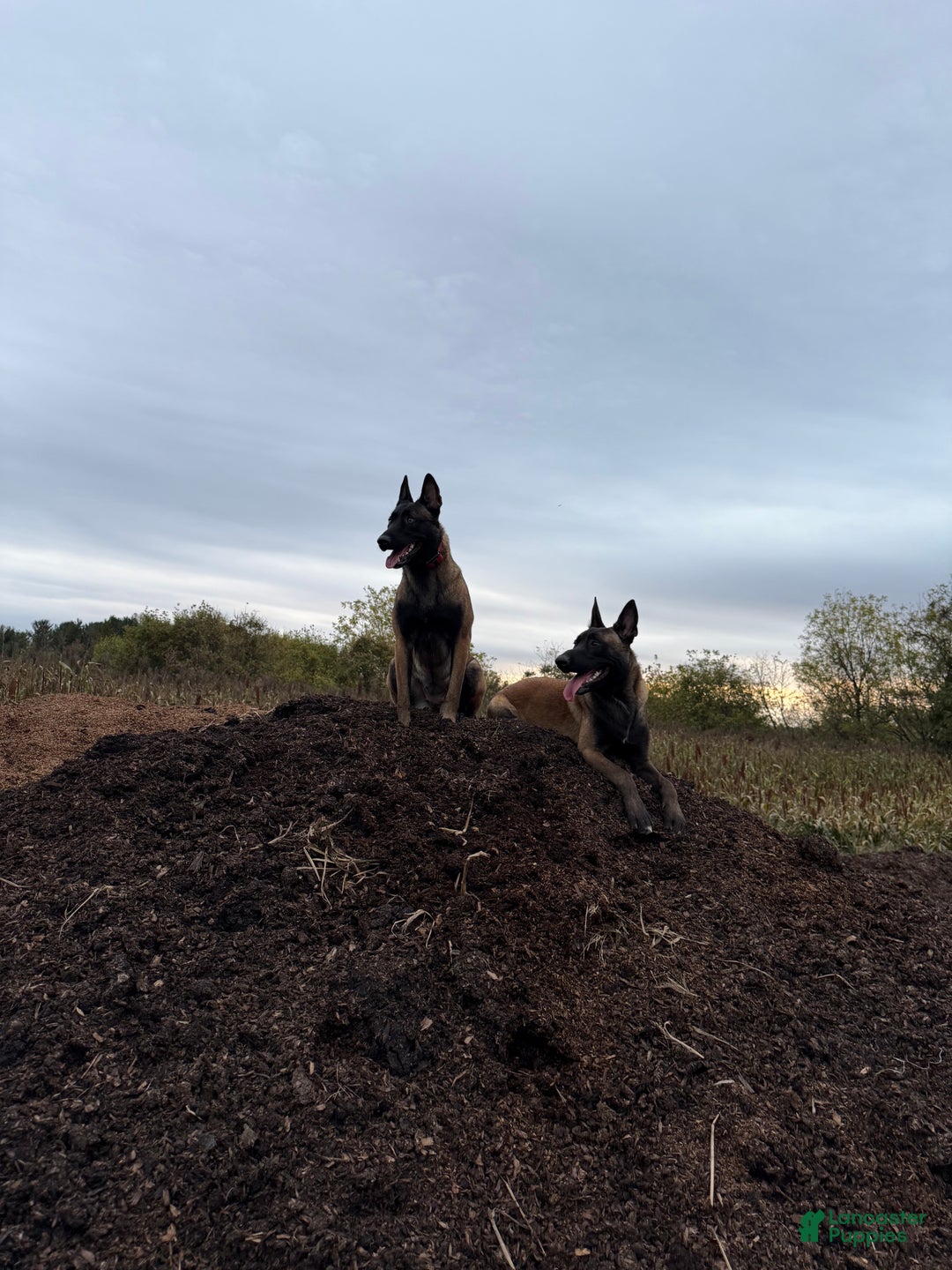 Belgian Malinois dogs for sale: Belgian Malinois Puppy 6 - Ad 11