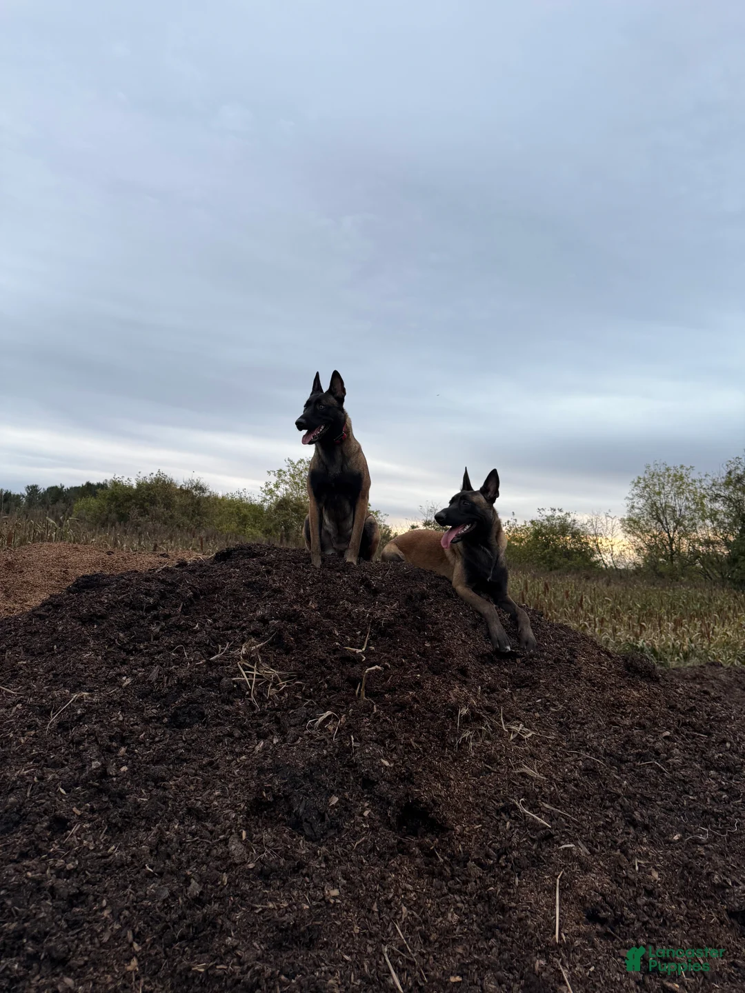 Belgian Malinois dogs for sale: Belgian Malinois Puppy 7 - Ad 10