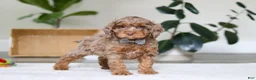 Cockapoo dogs for sale: Ace - Ad 4