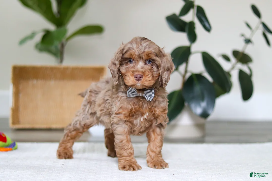 Cockapoo dogs for sale: Ace - Ad 4