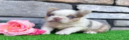 French Bulldog dogs for sale: Mercedes - Ad 3