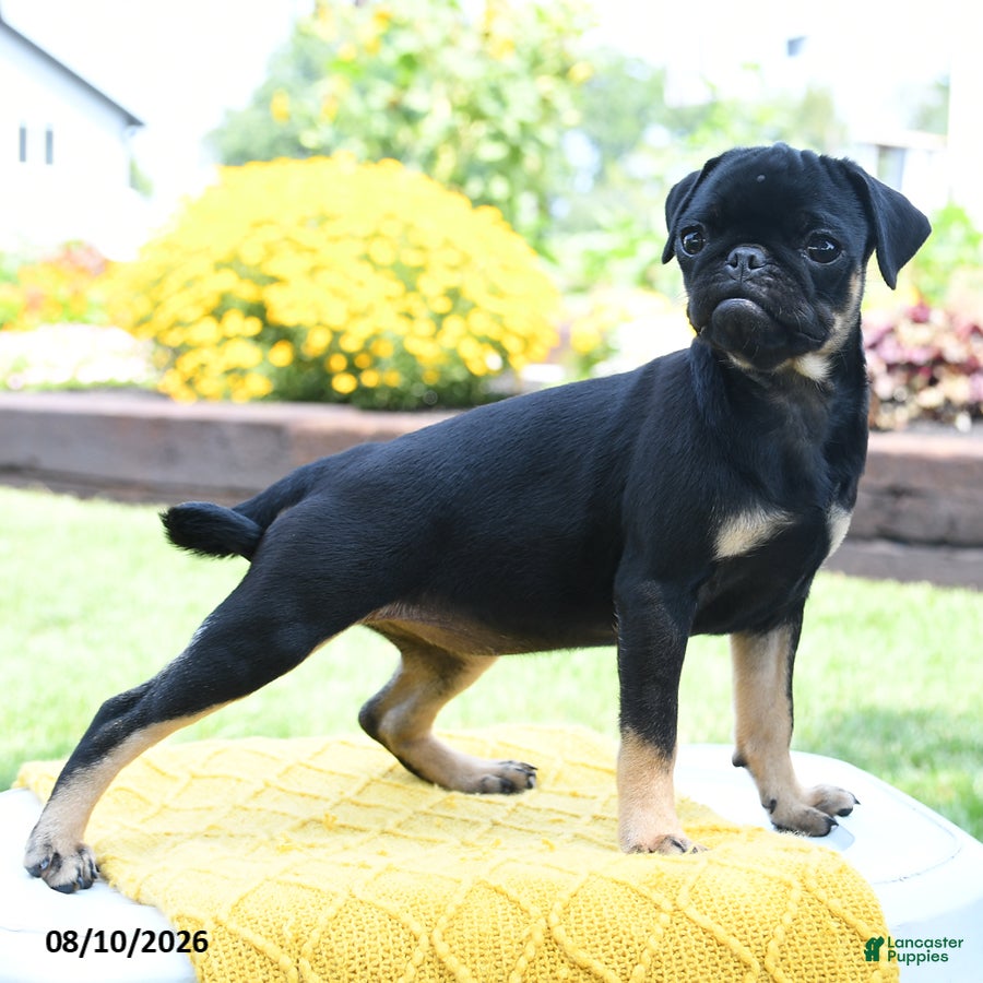 Pug dogs Bonnie - Ad 2