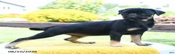 Pug dogs for sale: Bonnie - Ad 2
