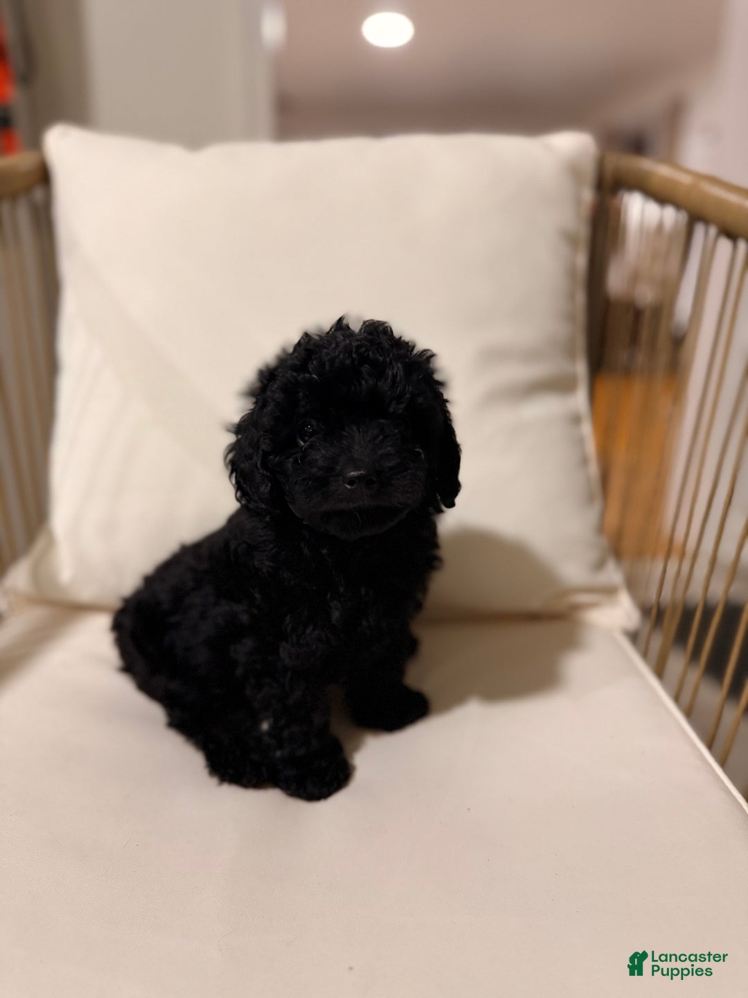 Maltipoo dogs for sale: Saddie  - Ad 10