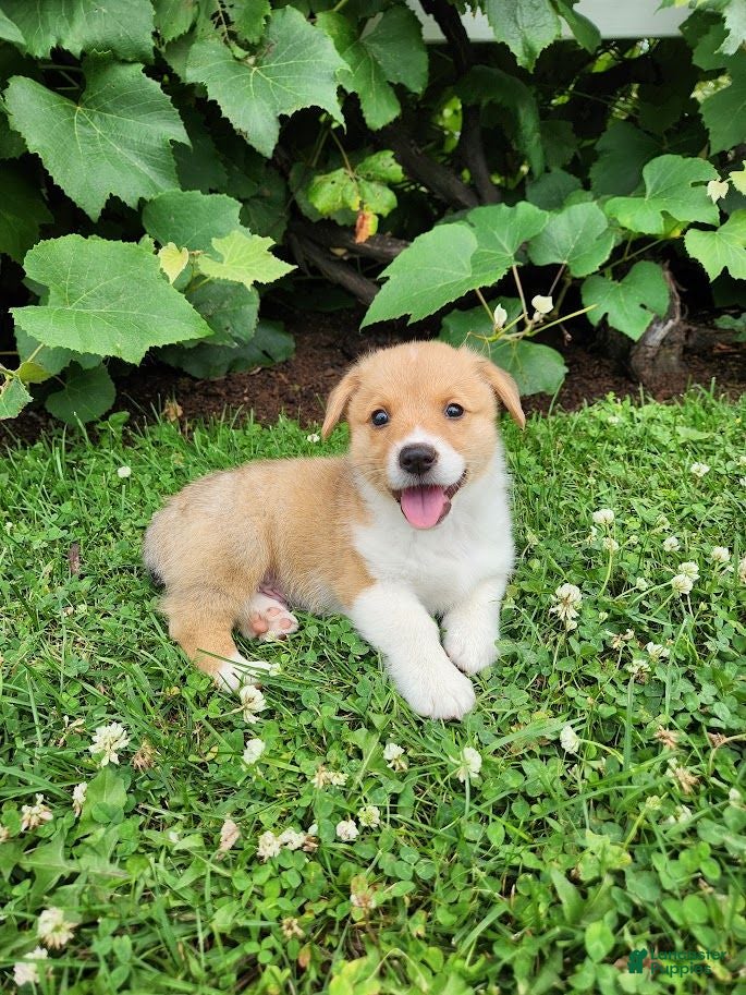 Welsh Corgi Pembroke dogs Andrew - Ad 1