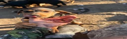 Mixed Breed dogs for sale: Hound puppy 6 - Ad 12