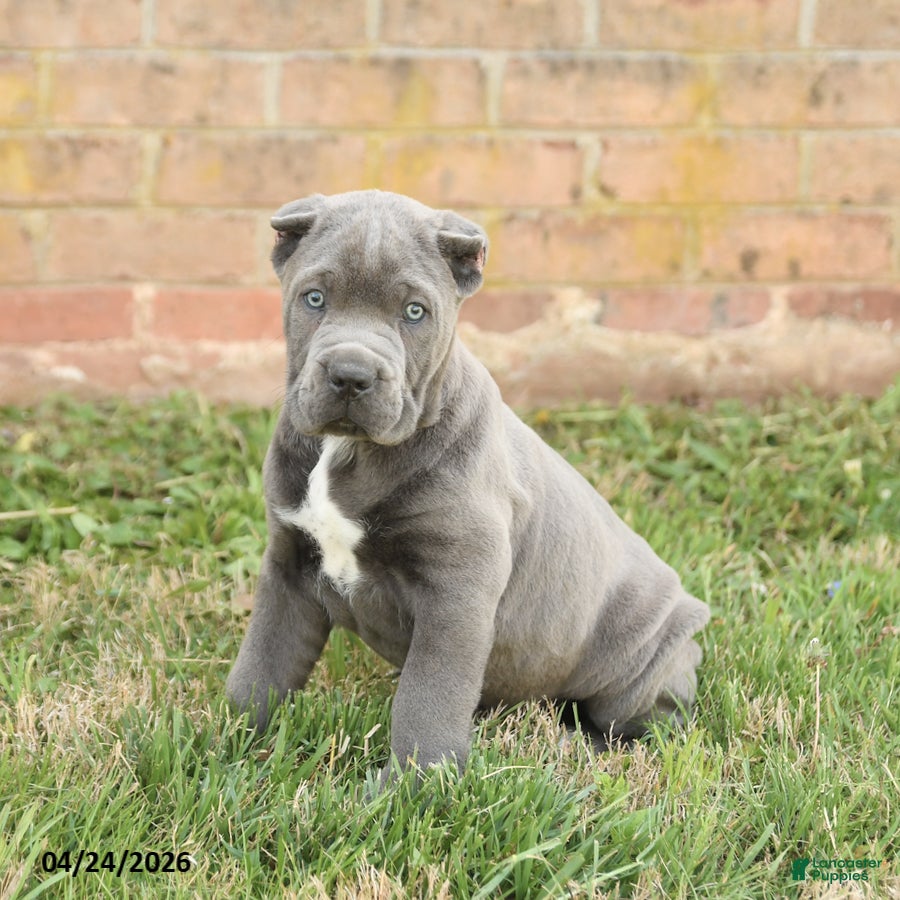 Cane Corso dogs Cody - Ad 2