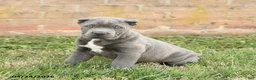 Cane Corso dogs for sale: Cody - Ad 2