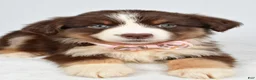 Miniature Australian Shepherd dogs for sale: Fiona - Ad 5