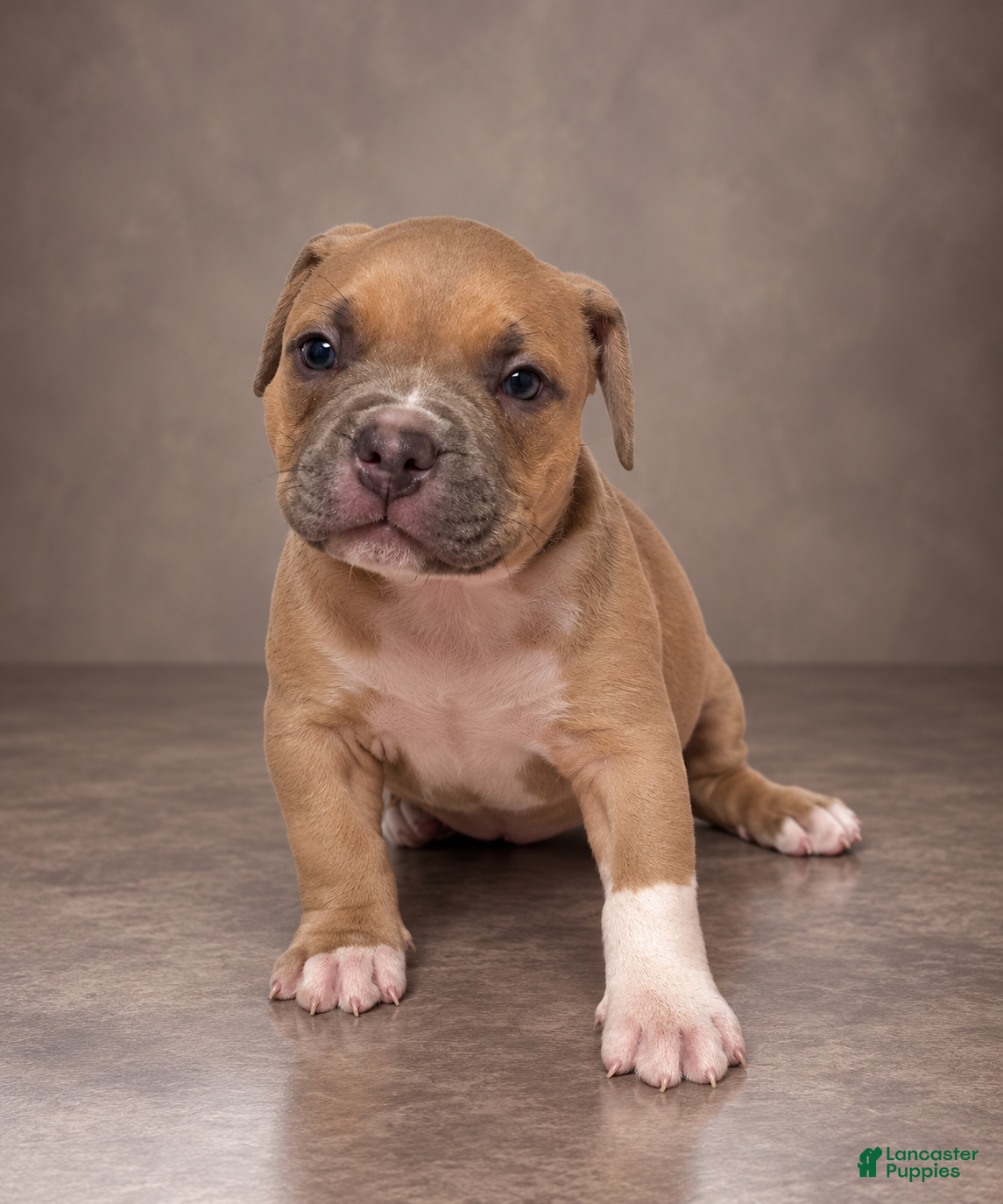 American Bully dogs Jazmin  - Ad 2