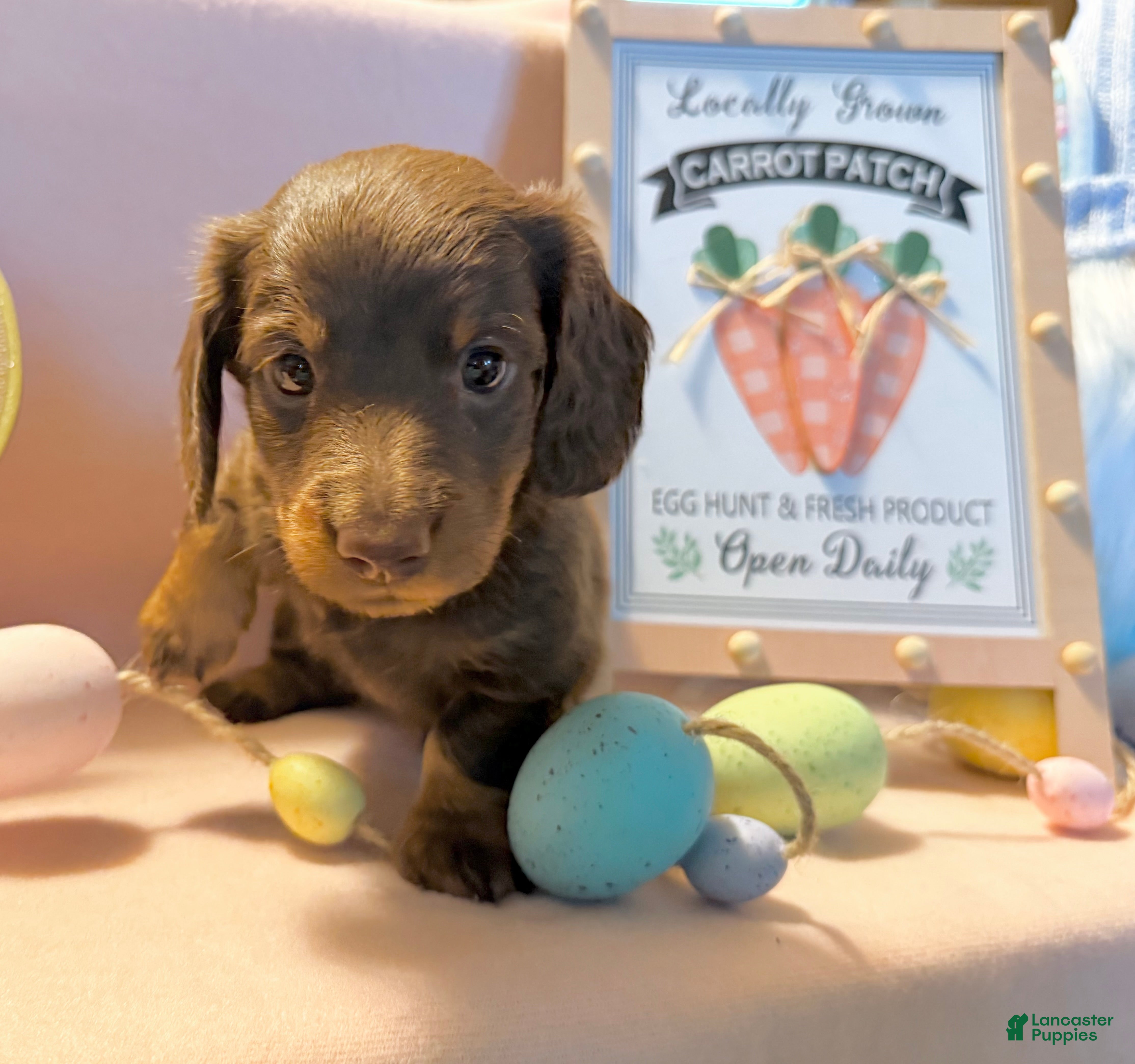 Dachshund dogs Big boy  - Ad 2