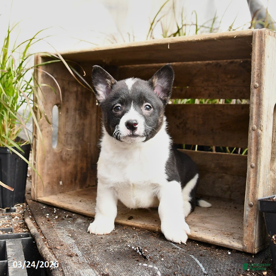 Mixed Breed dogs Olive  - Ad 2