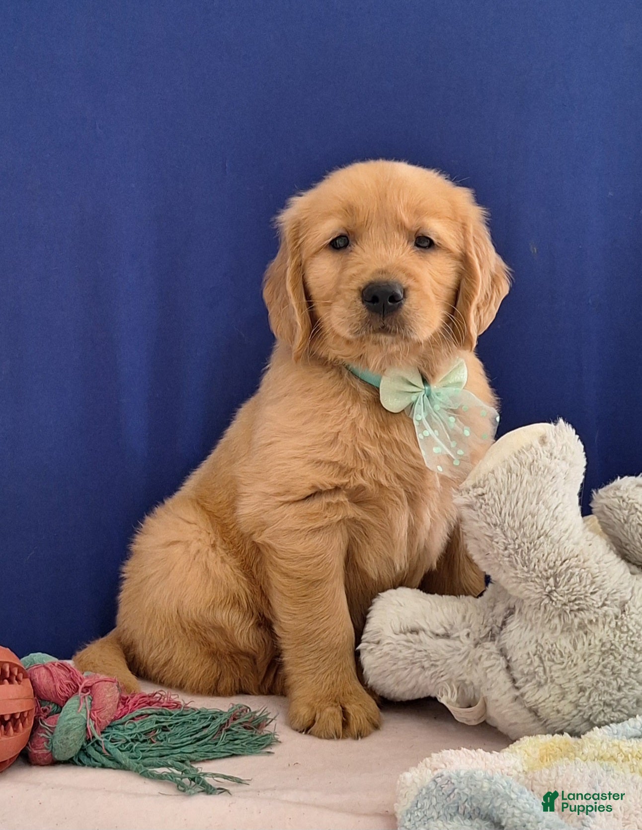 Golden Retriever dogs Aden - Ad 1