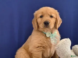 Golden Retriever dogs for sale: Aden - Ad 4