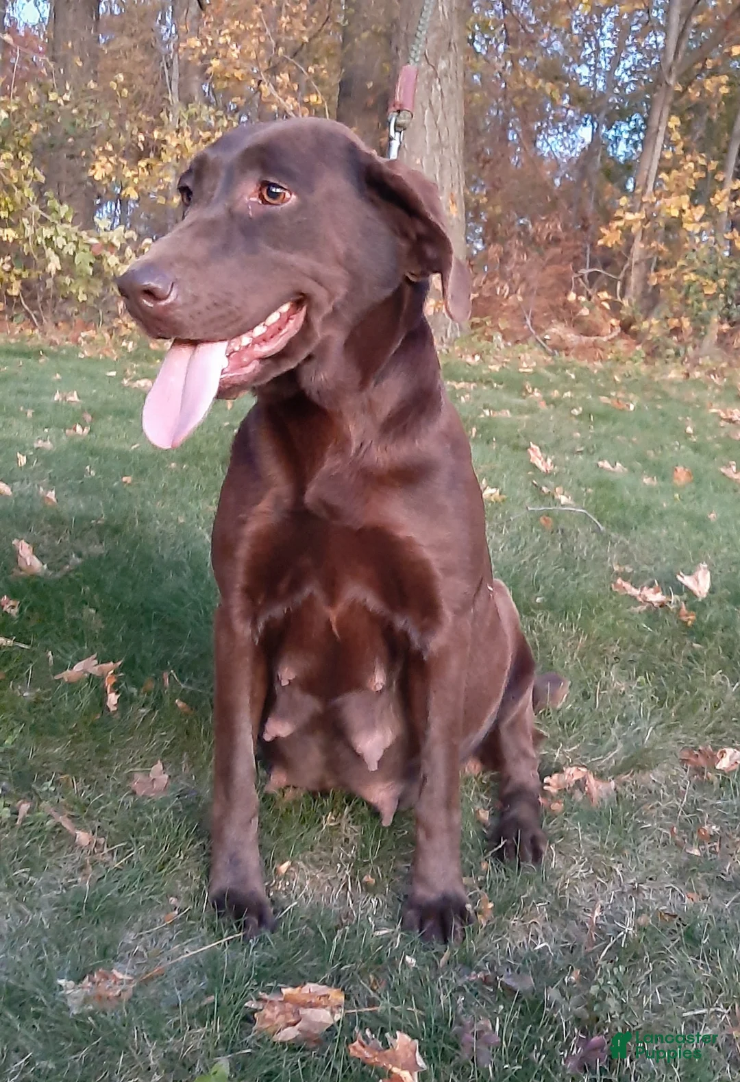 Labrador Retriever dogs for sale: Archie - Ad 7