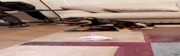 English Bulldog dogs for stud: Miniature English bulldog - Ad 6