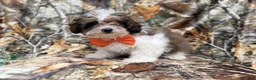 Shihpoo dogs for sale: Dagger - Ad 10