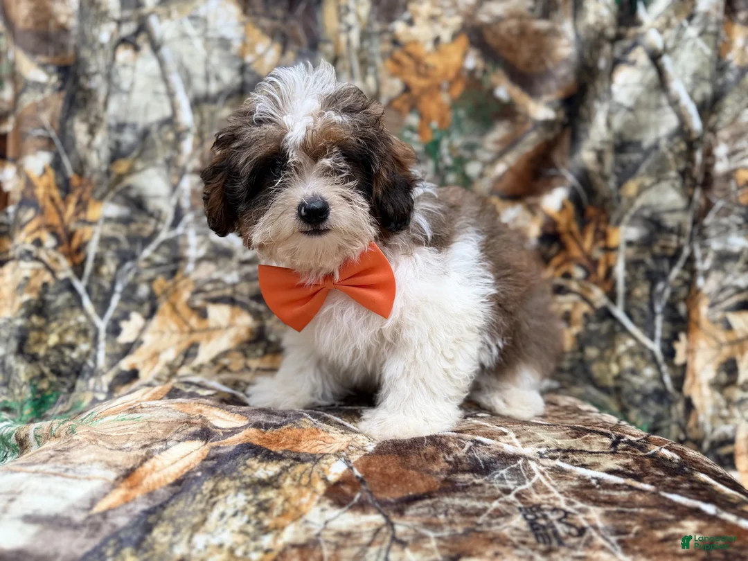 Shihpoo dogs for sale: Dagger - Ad 10