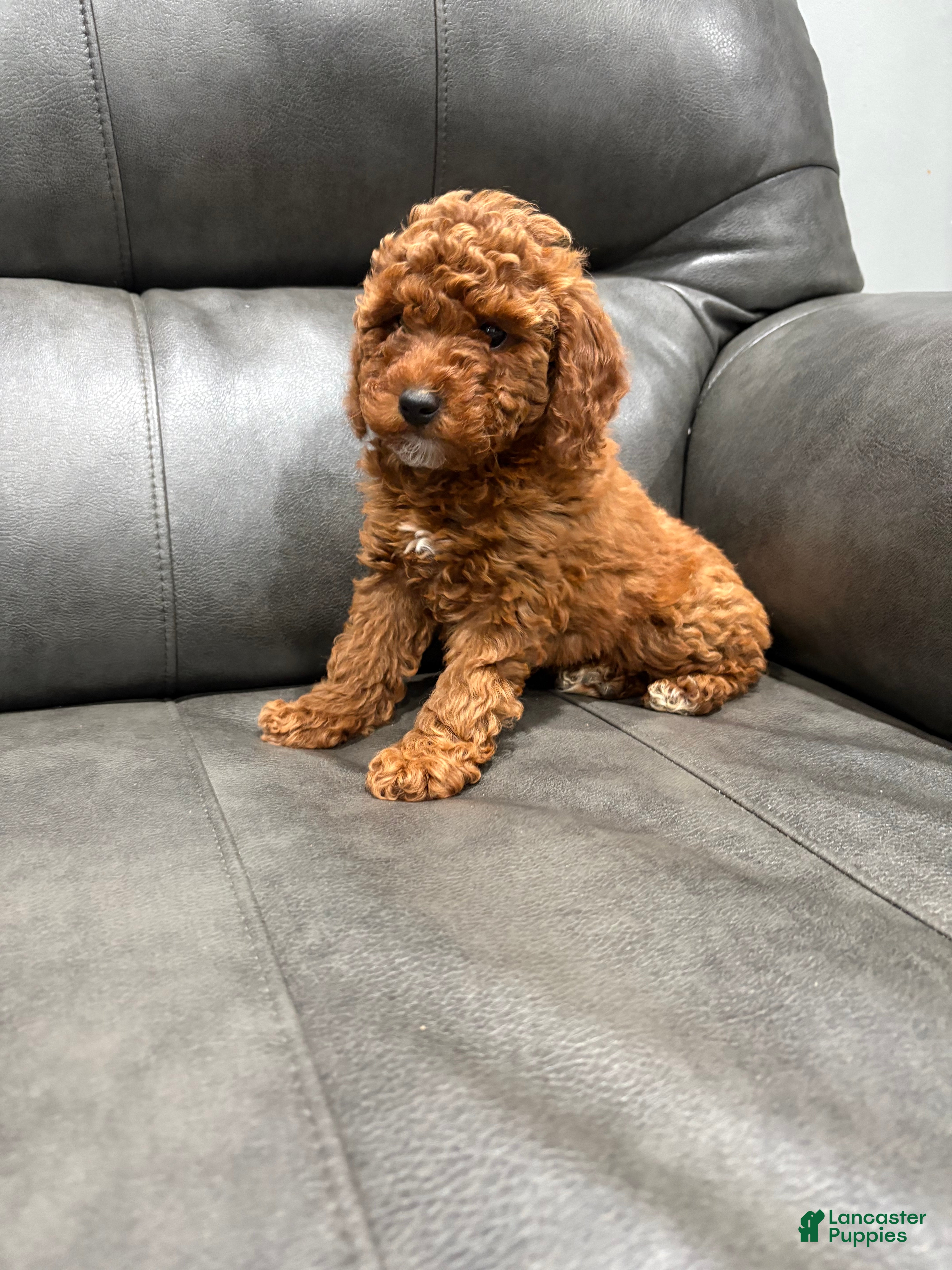 Toy Poodle dogs for sale: Candy  - Ad 2
