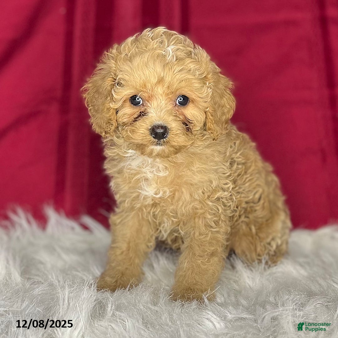 Cavapoochon dogs for sale: Jody - Ad 2
