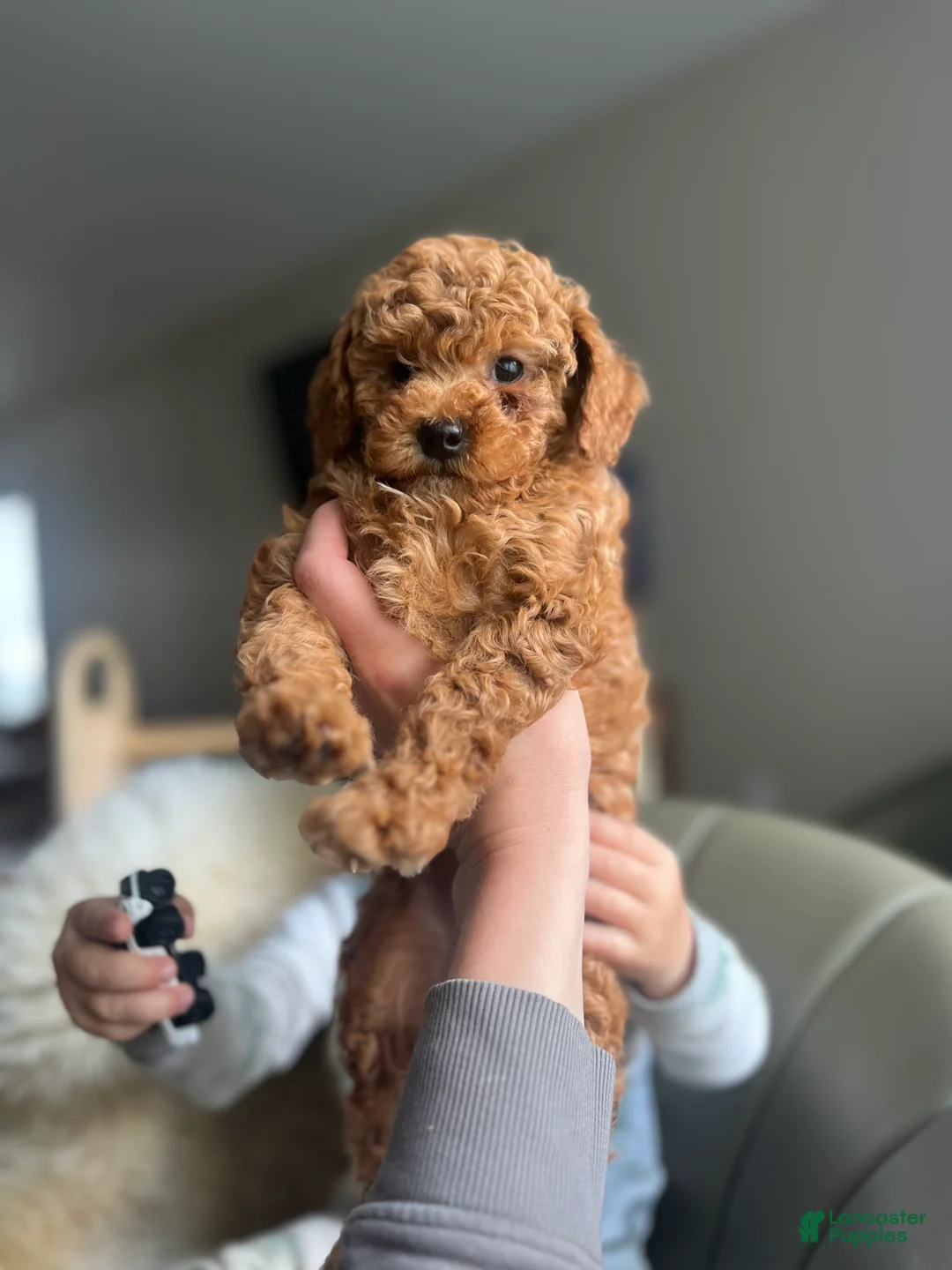 Miniature Poodle dogs for sale: Sully - Ad 1